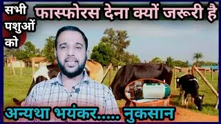 सभी पशुओं को फास्फोरस(Phosphorus)देना क्यों जरूरी है? अन्यथा....................&hellip;. भयंकर  नुकसान