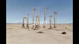 Lucerne Valley Palms - Fleece and Desiccation 2003-2019
