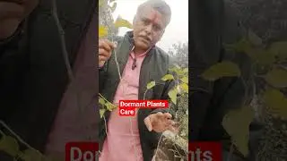 Dormant Plants Care in January | Pruning & Khad Timing #ytshorts #gardening #yotricks #gardeningtips