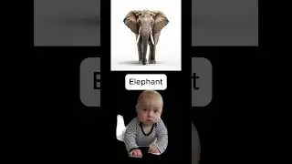 5 Hayvanın İsmini &Ouml;ğren! 🦁🐘🐢🦜🐬 | Eğlenceli ve Kolay