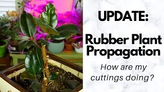 UPDATE: Rubber Plant Propagation: How are my cuttings 3 months later? // DRUNKEN HOMEMAKER 🌱🌿☘️🌵