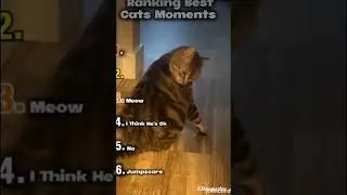 If u laught u gota rewatch the video🤣🤣#funny #cats #sehar #awezchaitrend 