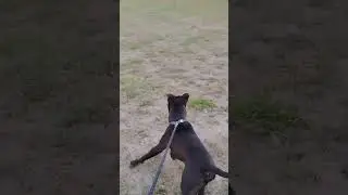 Charlie Cheese meets his deer friends 