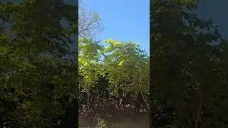Lush Tropical Botanic Gardens Darwin 🌿🌺 Northern Territory Australia #shorts