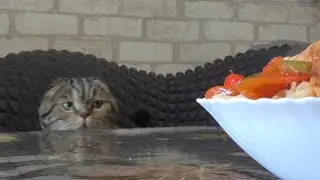 Розібрала ялинку//Том бешкетує,а Джек на стражі//