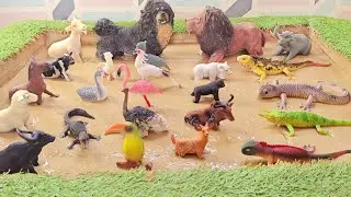 Exploring the Incredible Adaptations of Hibernating Animals, Birds and Lizards