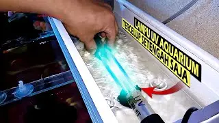 Bolehkah Lampu UV Aquarium Tercelup Sebelah Saja? Masih Bisakah Berfungsi Maksimal?