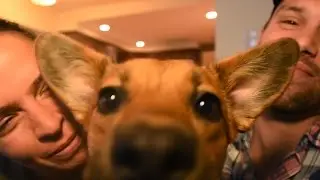 A New Life for Zoey, the 3-Legged Dog