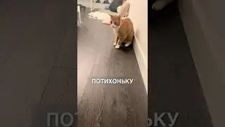 Котик для эмоциональной поддержки 😂 #истории #история #новости #новость #shorts