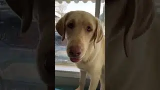 TikTok trend Labrador edition #comedy #tiktok #dog #foryou #labrador #lablife #dogtiktok ￼