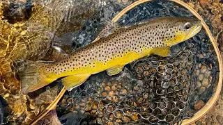 Northern Vermont Wild Brown Trout Fishing
