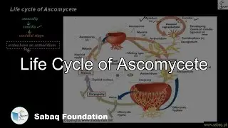 Life cycle of Ascomycete, Biology Lecture | Sabaq.pk