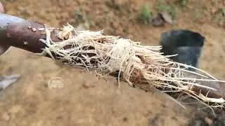 Air Layering Guava Tree Without Soil