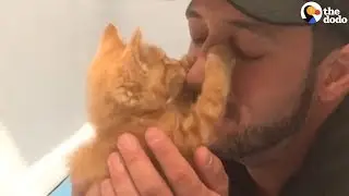Special Needs Cat Family Welcomes 2 New Kittens | The Dodo