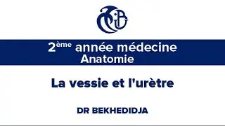 2eme Année médecine, Anatomie, La vessie et l'urètre