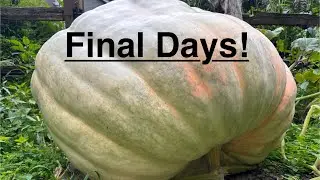 Episode #22 How to grow a giant pumpkin: The final countdown! Guess the weight! #gardening