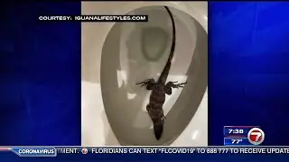 Scaly surprise: Hollywood homeowner finds iguana in toilet