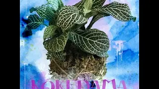 Kokedama Tutorial