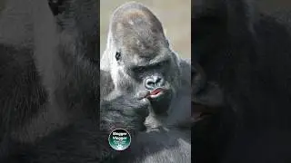 Lip Inspection Big Boss Style #Silverback