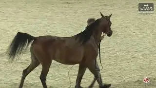 N 178 DOHA AL FAYYAD   Athal Arabian Horse Show 2026   Senior Mares Class 5A