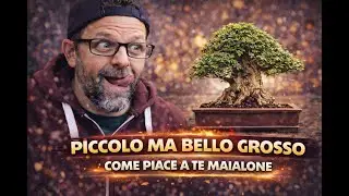 PICCOLO MA BELLO GROSSO COME PIACE A TE MAIALONE