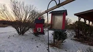 Wild birds at feeders on a sunny but cold winter day