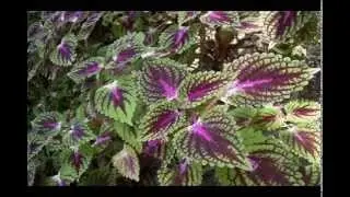 forskolin