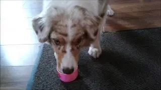 Dog stacking cups