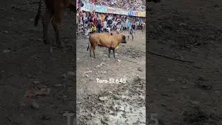 Toro El 645 _ #fiestabrava #toros #torobravo #corralejas