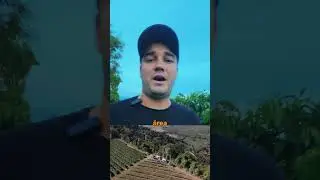 Catuca&iacute; Amarelo 2SL! 🌱 Uma variedade de caf&eacute; com porte baixo e alto vigor, perfeita para podas. 🌿