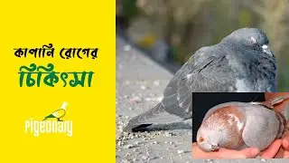 কাপানি রোগের চিকিৎসা। Kapani Rog er Treatment | Pigeonary
