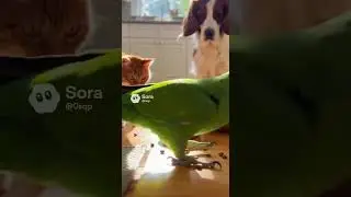 Кеша, как гром с небес - свалился на миски 😂 #попугай #собака #dog #fyp #animals #love #fyp #fyp
