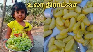 உலர் திராட்சை 🍇 செய்முறை // Dry Grapes Making process #shorts #graphics