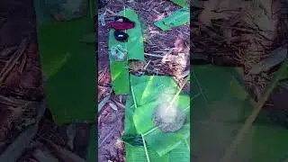 Kyndong Dong ha Shnong Lajong Shet Ja Ha Khlaw Bad ki Dost🥳💪#vlogging#viralvideos#nature#vlogvideo 