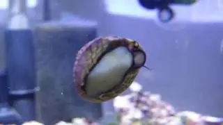 Trochus - Kreiselschnecke oder Turboschnecke