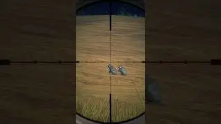 Using the air rifle hunting raccoons COTW