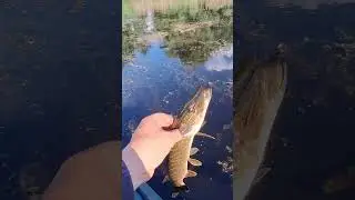 РОЗЛОВИВ ВОБЛЕР GOBAIT!) #fishing #fish
