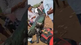 @onlycocks #guntur nallapadu santha