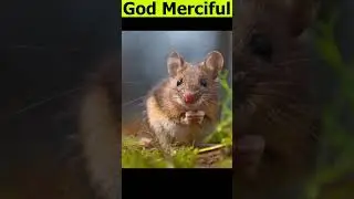 Allah ny Rats ko kyu paida keya #shorts #youtubeshorts #islamicTeacher#emotional #inspiration