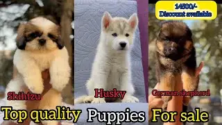 German shepherd, husky, shihtzu puppies in Hyderabad for sale in telugu #gsd#husky #shitzupuppy 