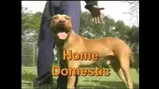 Sydney Dog Training Obedience