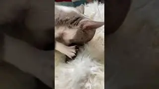 Вкусняшку пробует Адель #chihuahuapuppy #puppy #chihuahua #chihuahuafanclub #домашниеживотные