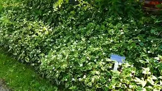 Kameleon - Houttuynia cordata