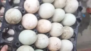 প্রায় ৪মাস পরে মন ভালো হবার মতো ডিম পেলাম 