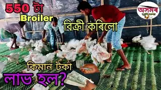 550 টা broiler বিক্ৰী কৰি কিমান টকা লাভ হল? Nagaon poultry farm। Broilar profit and loss calculation