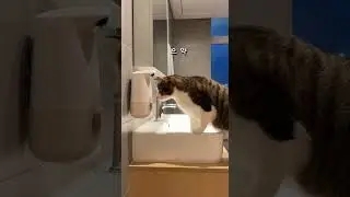 Cat vs Soap Dispenser 😼자동 비누에 놀란 고양이 😂