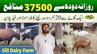 💰 37,500 PKR Daily Profit From Dairy Farming 🐄 | Diet Plan 🥗