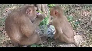 #fanny monkey #baby monkey #cute baby monkey #love baby monkey #zoo #monkey #bayon #Angkor #baby 