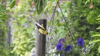 American Goldfinch at upside down nyjer feeder/thistle