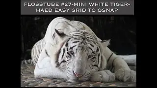 FlossTube #27-Mini White Tiger-HAED easygrid to QNSAP